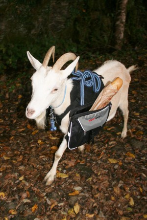 Praline ou un autre compagnon à 4 pattes vous amènera, si vous le souhaitez, votre petit déjeuner le matin....